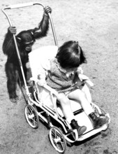 Pram perambulator baby carriage, 1930s, A chimpanzee pushing a pram with a child in it on a road,