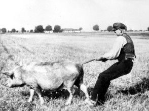 Boy pulling pig by the tail, ca. 1925, A man playfully tries to hold back a pig in a field,