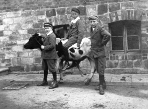 Three boys and a cow, 1910s, Three boys posing on a cow in front of a brick building, Historical