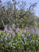 Purple iris flowers bloom densely under olive trees in spring, Tuscany, Italy