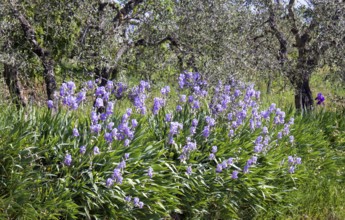 Purple iris flowers bloom profusely in front of gnarled olive trees in a natural setting, Tuscany,