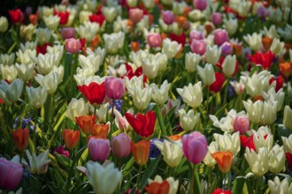 A colourful mix of tulips in different colours. The garden shines in full splendour in the spring