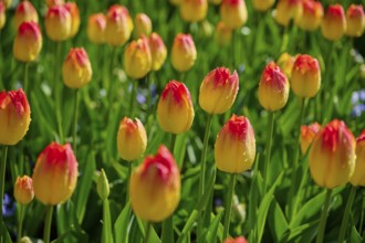 Yellow tulips with red tips bloom vividly in a meadow, Keukenhof, Lisse, province of South Holland,