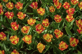 Yellow tulips with red tips form a dense, bright pattern, Keukenhof, Lisse, province of South