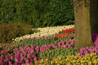 A diverse flower bed with tulips, hyacinths and daffodils under trees, Keukenhof, Lisse, province