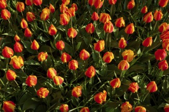 Densely planted orange tulips in a lively spring garden, Keukenhof, Lisse, province of South