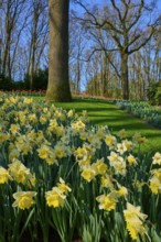 A park full of yellow daffodils, flanked by tall trees, Keukenhof, Lisse, province of South