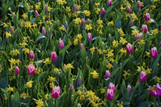 Colourful flower bed with pink tulips and yellow daffodils, Keukenhof, Lisse, province of South