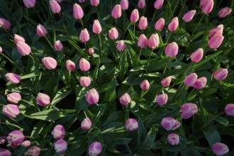 A dense bed of pink tulips with lush green leaves, Keukenhof, Lisse, province of South Holland,