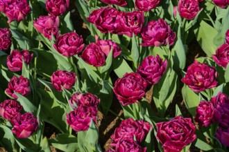 Close-up of pink tulips in full bloom. The intense colours stand out against the green foliage,