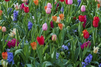 A bed of colourful tulips and hyacinths in full spring splendour. Different colours and flower