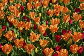 A sea of orange tulips with scattered red flowers, Keukenhof, Lisse, province of South Holland,