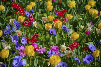 A colourful flowerbed with yellow, red and purple flower-bed, Keukenhof, Lisse, province of South