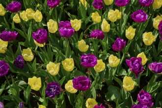A colourful carpet of purple and yellow tulips blooming together, Keukenhof, Lisse, province of
