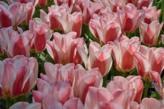 Pink tulips blooming profusely in a sunny garden, Keukenhof, Lisse, province of South Holland,