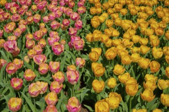 A cheerful pattern of yellow and pink to orange tulips, Keukenhof, Lisse, province of South