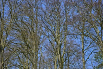 Bare treetops against a blue sky, Keukenhof, Lisse, province of South Holland, Netherlands