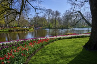 A lake surrounded by blooming tulips and trees in the park. The landscape is peaceful and