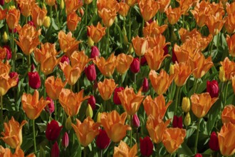 Bright orange tulips with red accents in a spring field, Keukenhof, Lisse, province of South