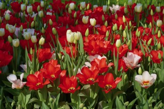 A vibrant field of predominantly red tulips, Keukenhof, Lisse, province of South Holland,