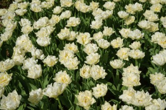 Many white tulips blooming close together in a field, Keukenhof, Lisse, province of South Holland,