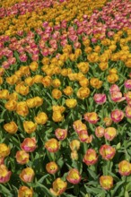 A field covered with yellow, orange and pink tulips, Keukenhof, Lisse, province of South Holland,