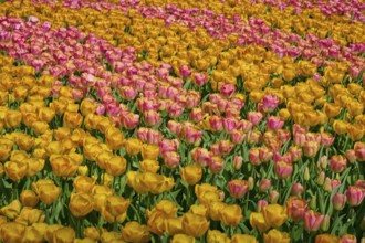 Field full of yellow and pink shaded tulips, Keukenhof, Lisse, province of South Holland,