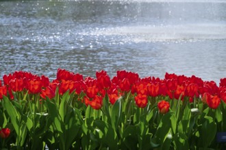 Bright red tulips blooming in front of a sunny lake, Keukenhof, Lisse, province of South Holland,