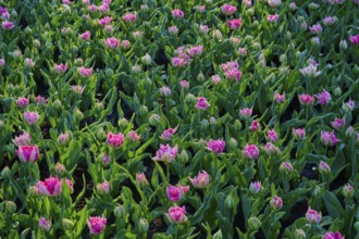 A vibrant field of pink tulips in full spring awakening, Keukenhof, Lisse, province of South