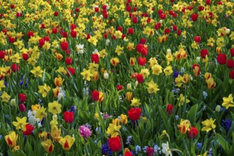 Flower meadow full of red tulips, hyacinths and daffodils in the spring light, Keukenhof, Lisse,
