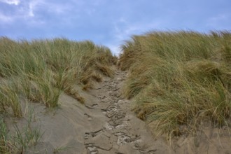 A sandy path leads through grassy dunes under a blue sky, beach section 27, Noordwijk, North Sea,