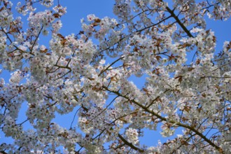 Branch with white cherry blossoms against a blue sky in spring, Keukenhof, Lisse, province of South
