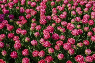 Close-up of densely planted pink tulips, in full bloom, Keukenhof, Lisse, province of South