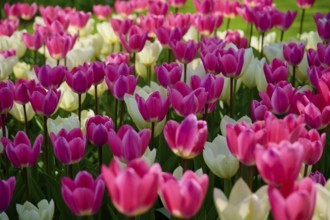 A sea of pink and white tulips blooming in a park and spreading a fresh spring atmosphere,