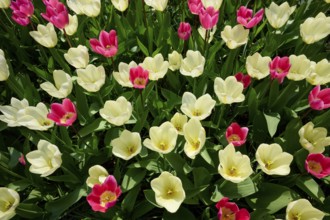 Spring colours with pink and white tulips blooming vividly in a park, Keukenhof, Lisse, province of