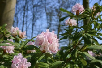 Pink flowering rhododendron bushes under a blue sky and surrounded by trees heralding the arrival