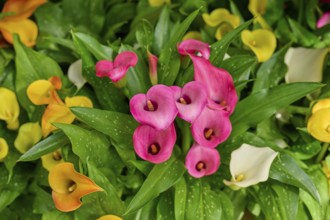 Pink, yellow and white calla with green leaves in vivid colours, Keukenhof, Lisse, province of