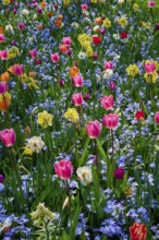 Colourful sea of flowers with tulips in different colours in a lively spring garden, Keukenhof,