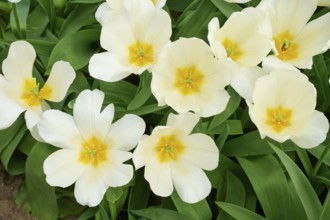 White beige tulips with a yellow centre, surrounded by green leaves in a high-contrast depiction,