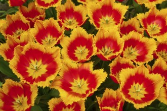 Intense yellow-red tulips with fringed edges that convey a lively dynamism, Keukenhof, Lisse,