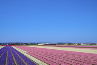 Endless colourful tulip fields under a clear blue sky create a spring-like atmosphere, Sassenheim,