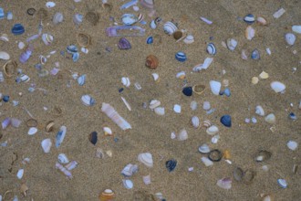 Colourful shells in various shapes scattered on a sandy beach, beach section 27, Noordwijk, North