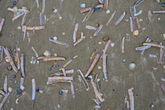Razor shells and small shells scattered on the sandy beach, beach section 27, Noordwijk, North Sea,