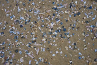 Many small shells are scattered over the sandy bottom, beach section 27, Noordwijk, North Sea,