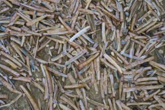 Many elongated razor shells and shells scattered on the beach, beach section 27, Noordwijk, North