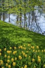 Yellow tulips in front of a lake on a green meadow in spring, Keukenhof, Lisse, province of South