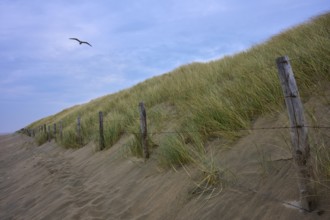 Wooden poles along a grassy dune, a bird flies in the sky, beach section 27, Noordwijk, North Sea,