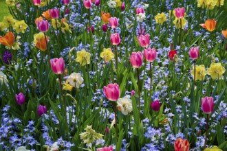 A colourful flower field with tulips in different colours among other flowering plants, Keukenhof,