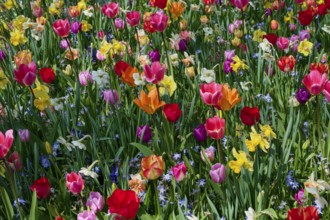Colourful flower field with many colourful tulips and other spring flowers in full splendour,