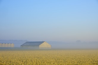 A greenhouse stands in a misty field full of yellow flowers under a blue sky, Sassenheim, province